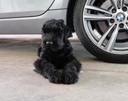 Black Russian Terrier Puppies