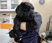 Black Russian Terrier Puppies