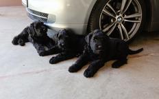 Black Russian Terrier Puppies