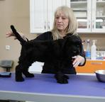 Black Russian Terrier Puppies