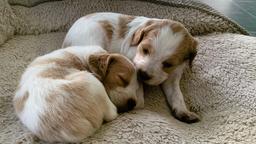 2 Female Brittany Puppies For Sale