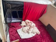 DOGO ARGENTINO – CHAMPION LITTER - DE LOS KOSTOV KENNEL – Republic of N. Macedonia