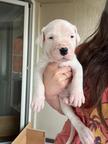 DOGO ARGENTINO – CHAMPION LITTER - DE LOS KOSTOV KENNEL – Republic of N. Macedonia