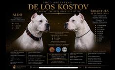 DOGO ARGENTINO – CHAMPION LITTER - DE LOS KOSTOV KENNEL – Republic of N. Macedonia