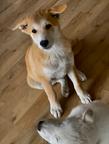 Puppy for sale - Cannon dog 3 months