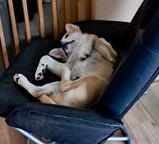 Puppy for sale - Cannon dog 3 months