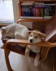 Puppy for sale - Cannon dog 3 months