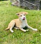 Puppy for sale - Cannon dog 3 months