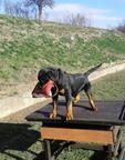 Apache-4 month