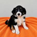 Border Collie (Skaaphondjies)