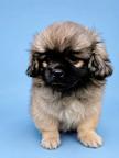 Guinness Tibbie Team 9 weeks