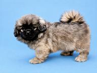 Tibetan spaniel male puppy for sale FCI