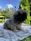 Tibetan spaniel male puppy for sale FCI