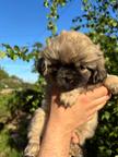Tibetan spaniel Female puppy FCI