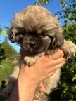 Tibetan spaniel Female puppy FCI