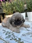 Tibetan spaniel Female puppy FCI