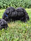puppies available