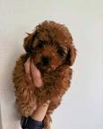 Teacup Poodle Pups