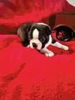 Boston Terrier Puppies