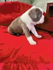 Boston Terrier Puppies