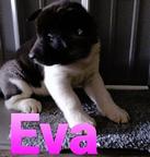 Register male and Female Akita Puppies