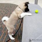 Register male and Female Akita Puppies