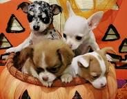 Adorable chihuahua puppies