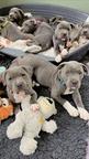 Friendly male and female America Pitbull Terrier