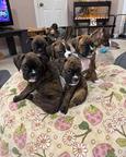 Perfect AKC Registered Boxer Puppies