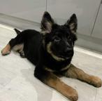 Socialized German Shepherd puppies