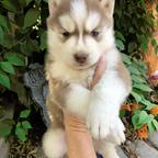 Husky Puppies for sale