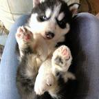 Husky Puppies for sale