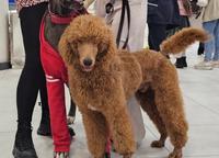 Standard poodle puppies-black and apricot