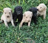 Standard poodle puppies-black and apricot