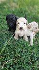 Standard poodle puppies-black and apricot