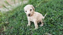 Standard poodle puppies-black and apricot