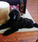 Standard poodle puppies-black and apricot