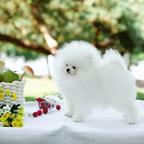 White Pomeranian | Baby Doll Face | FCI Pedigree | True Small Size