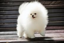 White Pomeranian | Baby Doll Face | FCI Pedigree | True Small Size