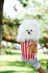 White Pomeranian | Baby Doll Face | FCI Pedigree | True Small Size