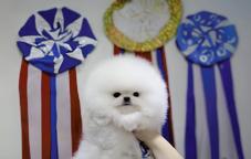 White Pomeranian | Baby Doll Face | FCI Pedigree | True Small Size