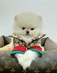 MandarinFluffyDog