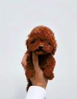 MandarinFluffyDog