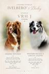 Australský ovčák s PP / Australian Shepherd