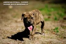 American pitbull terrier Dognik Bulls Manzanillo for sale. Shipping worldwide