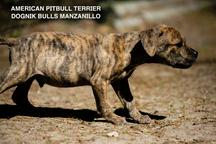 American pitbull Dognik Bulld Manzanillo