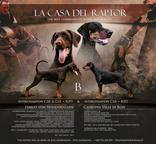 Doberman puppies with PP from VIP parents