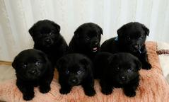 Schipperke puppies