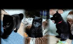 Schipperke puppies