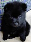 Schipperke puppies
